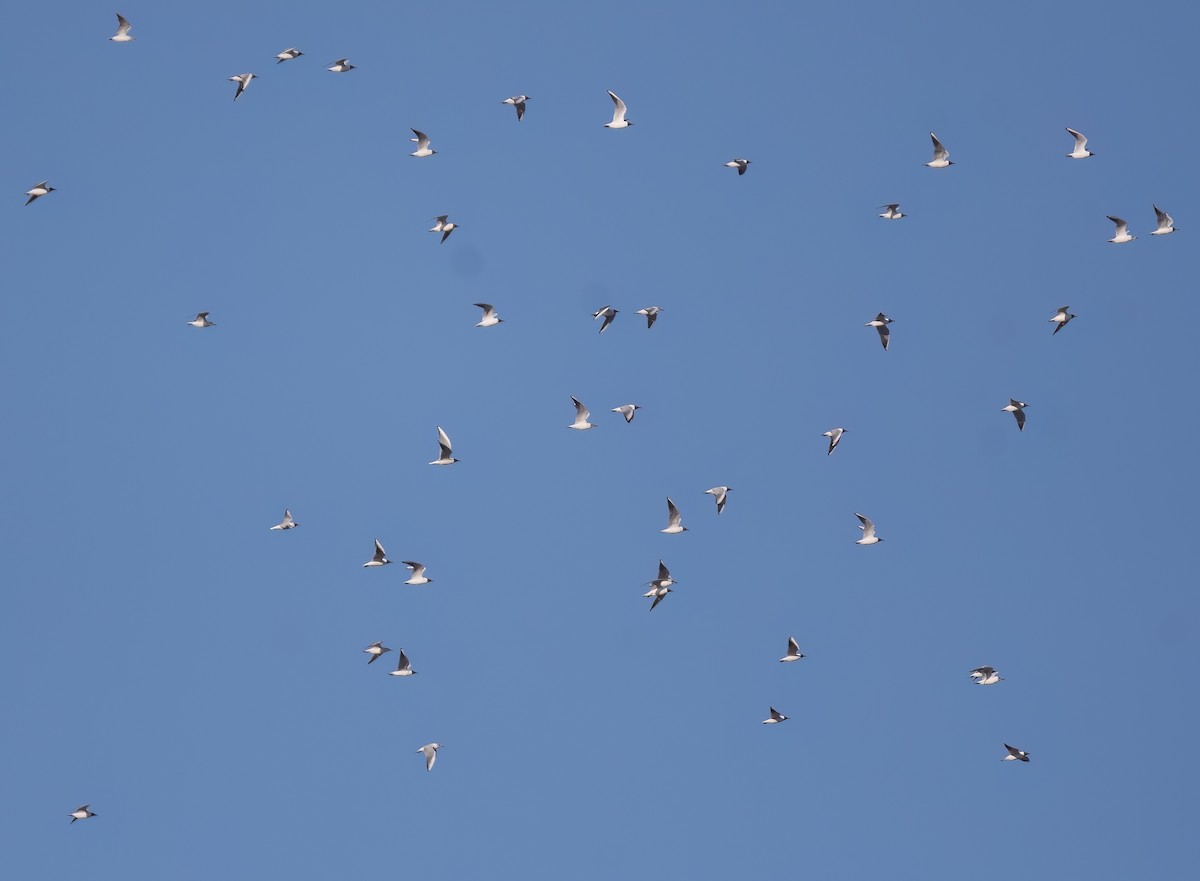 Black-headed Gull - ML631964125