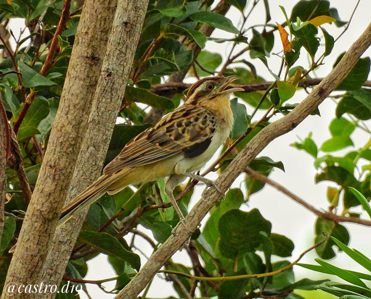 Striped Cuckoo - ML631964140