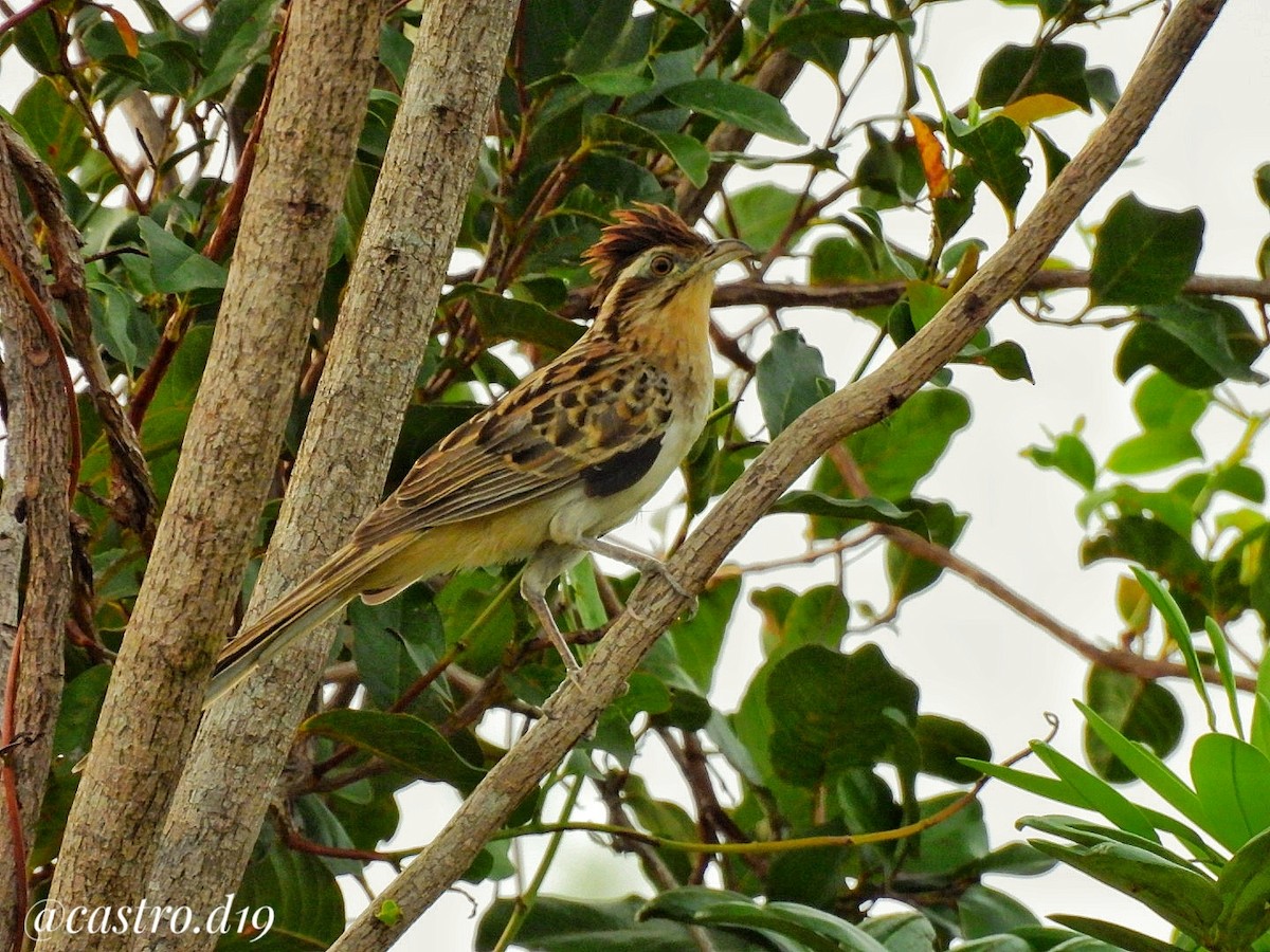 Striped Cuckoo - ML631964141