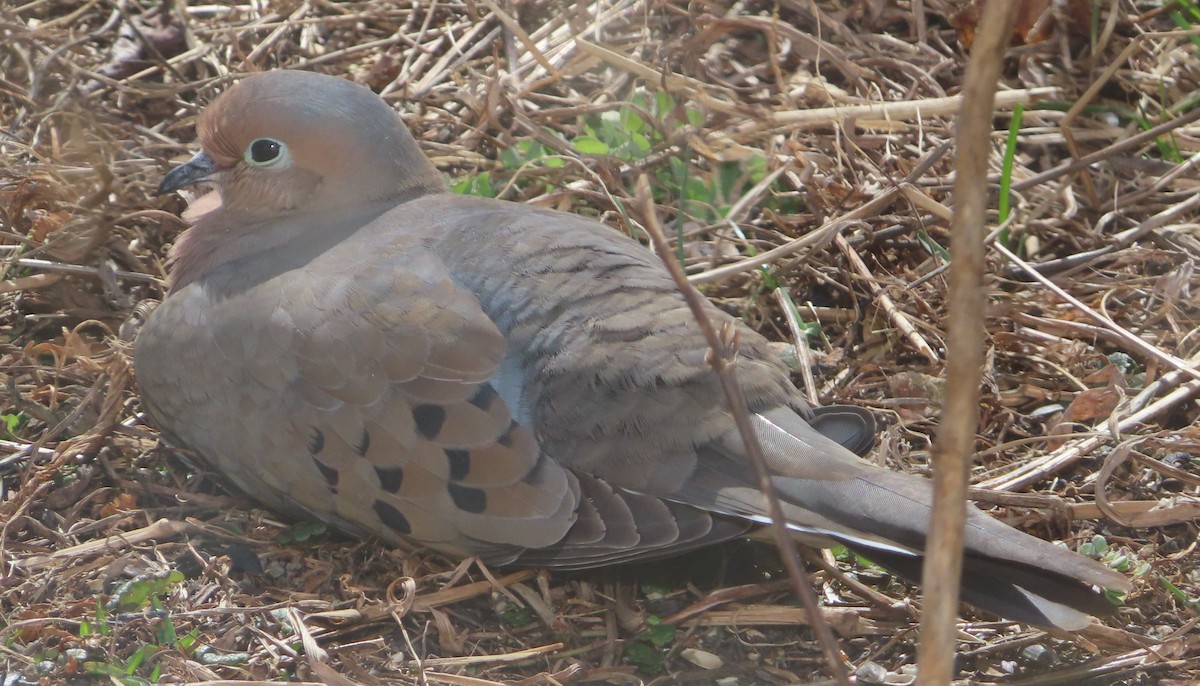 Mourning Dove - ML631964143