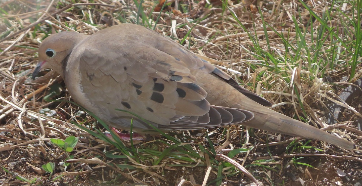 Mourning Dove - ML631964155