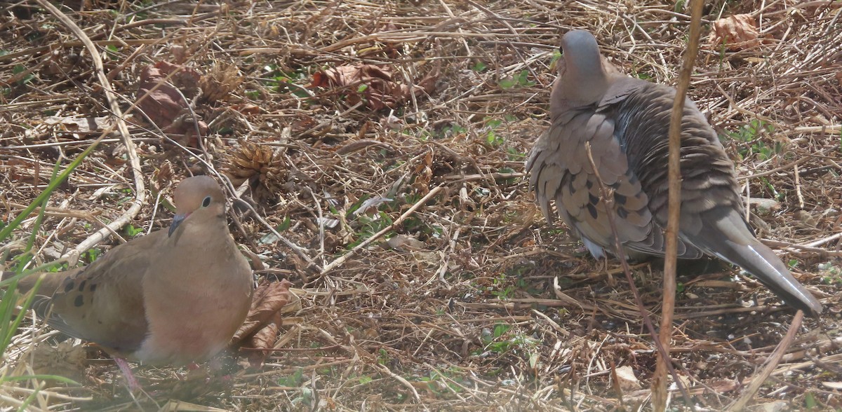 Mourning Dove - ML631964172
