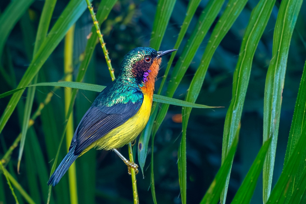 Ruby-cheeked Sunbird - ML631964217