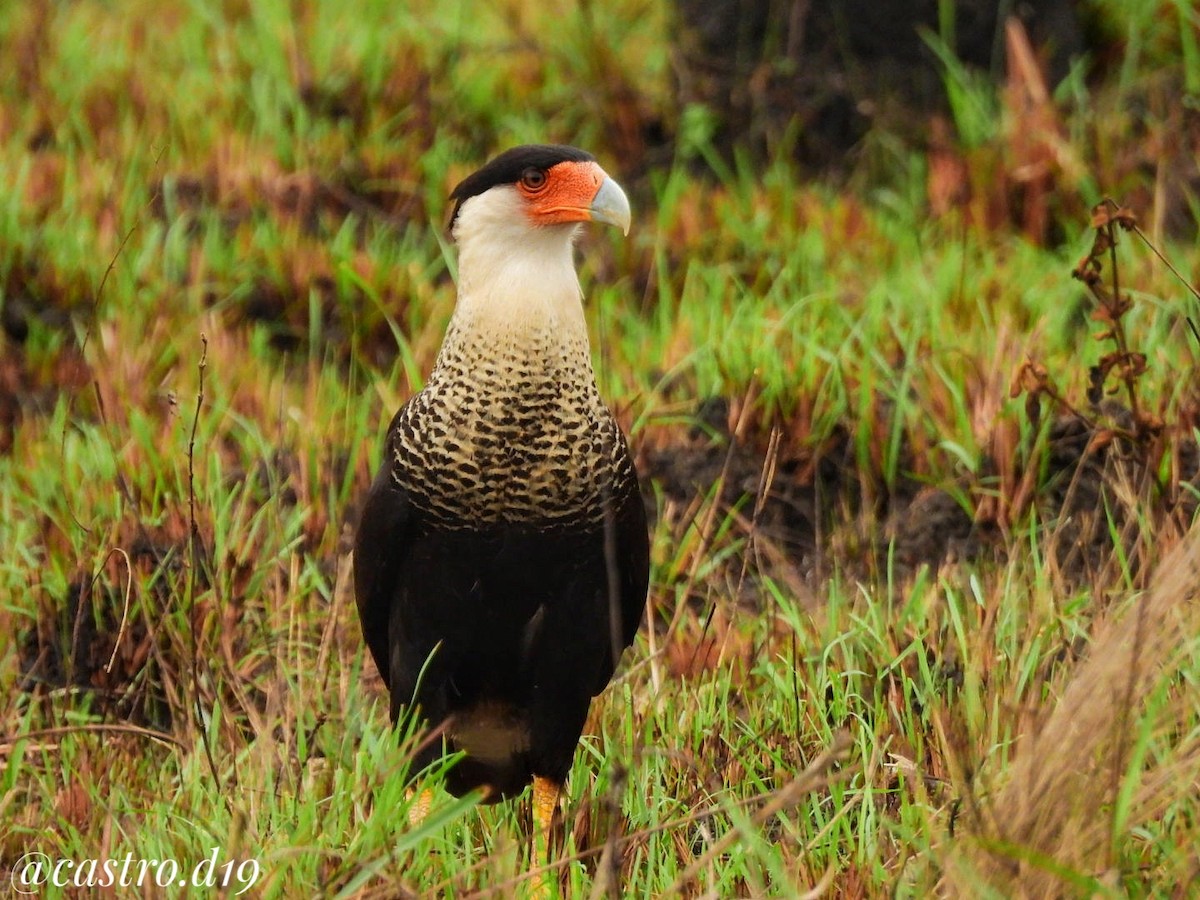 Crested Caracara - ML631964234