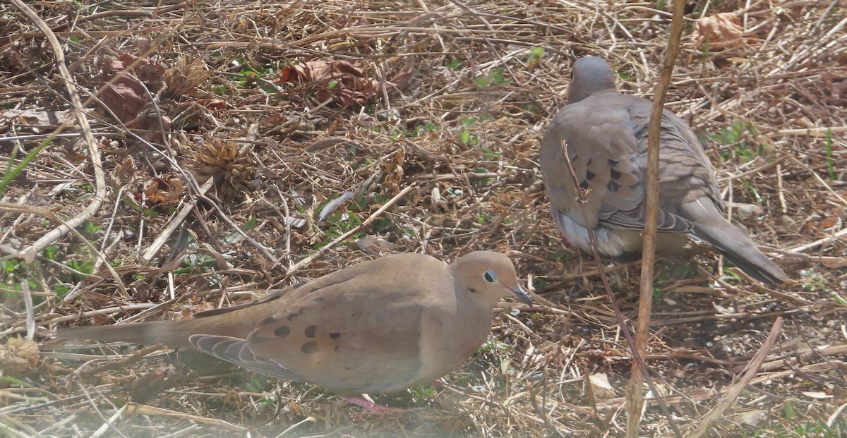 Mourning Dove - ML631964257