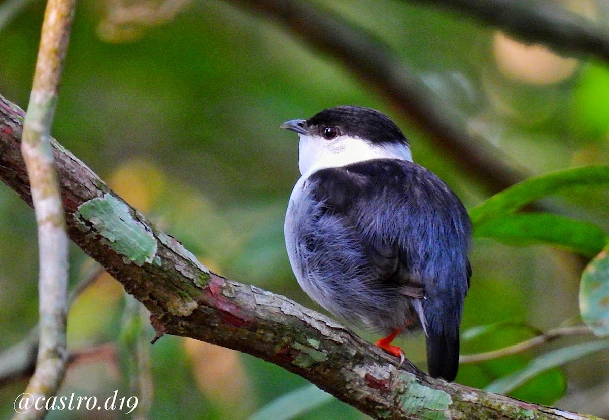 White-bearded Manakin - ML631964281