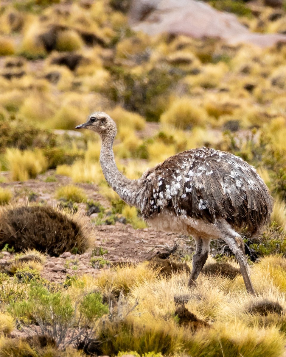 Lesser Rhea - ML631964287