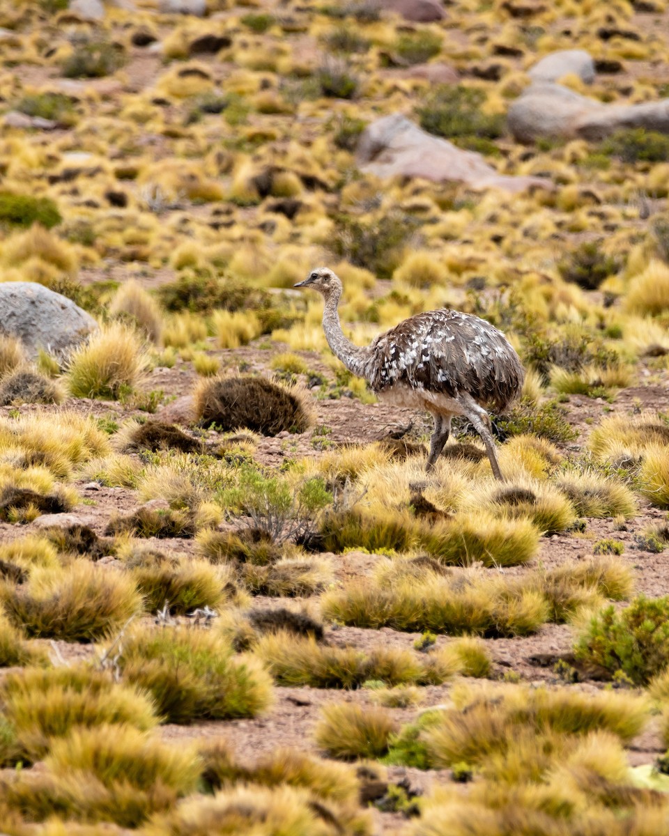 Lesser Rhea - ML631964288