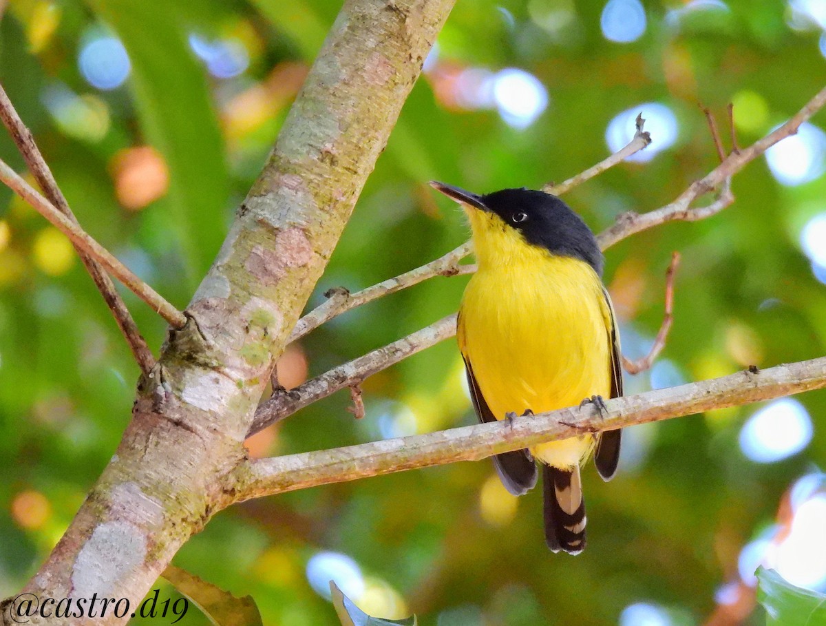 Common Tody-Flycatcher - ML631964303