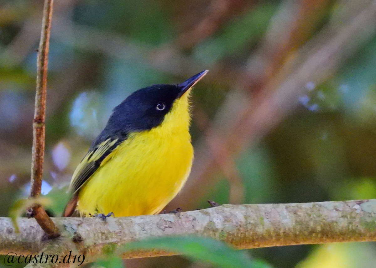 Common Tody-Flycatcher - ML631964305
