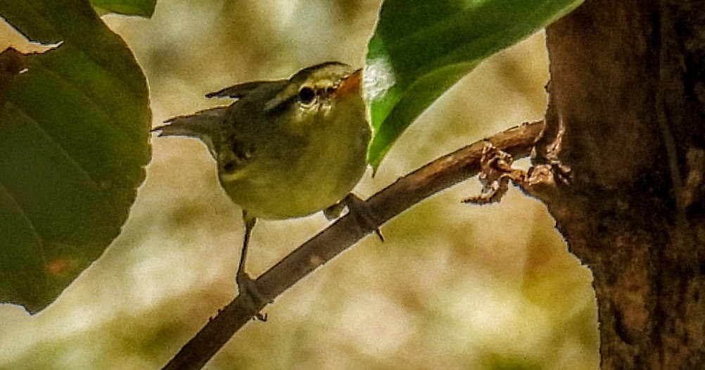 Tickell's Leaf Warbler (Tickell's) - ML631964444