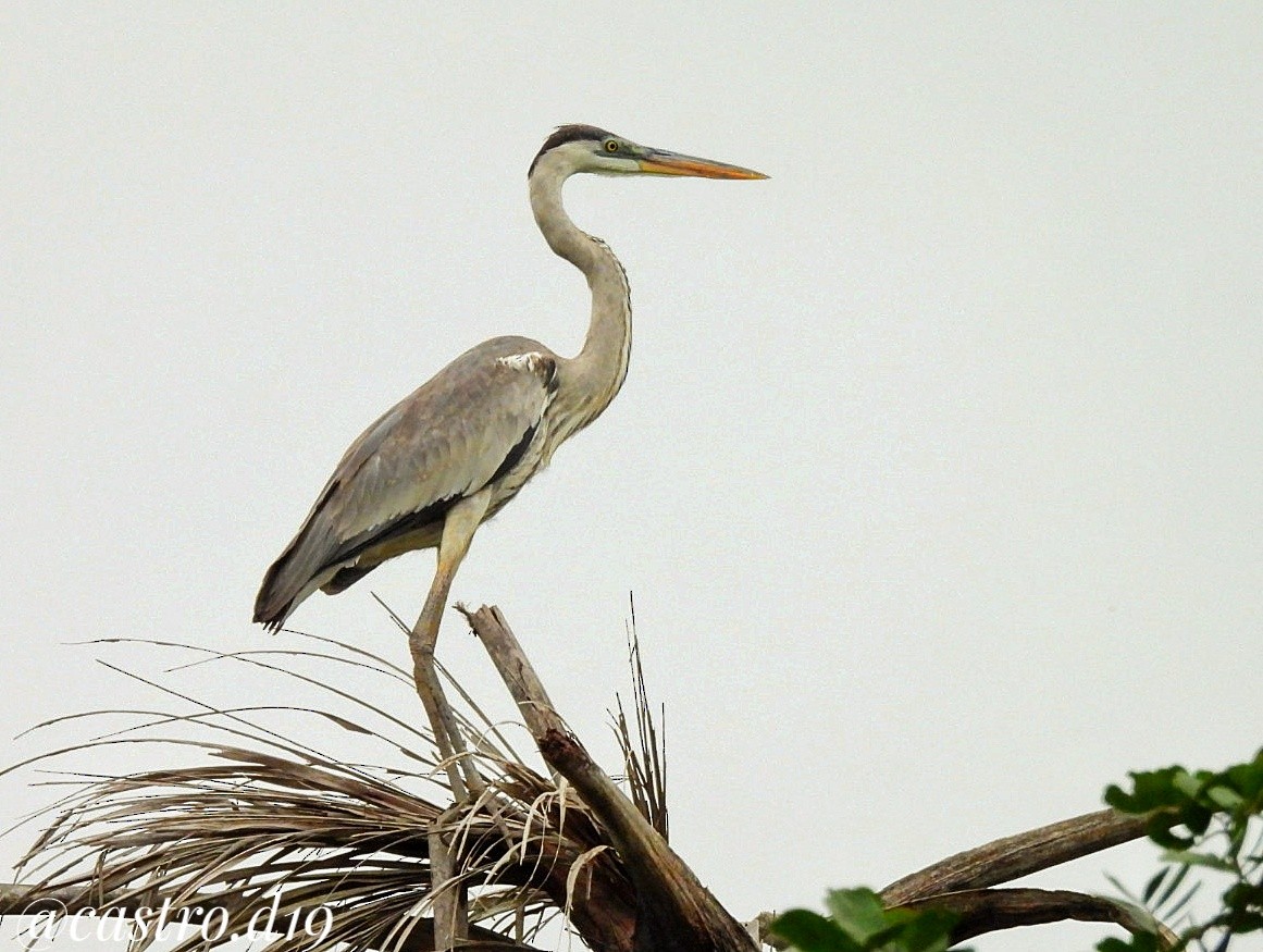 Cocoi Heron - ML631964490