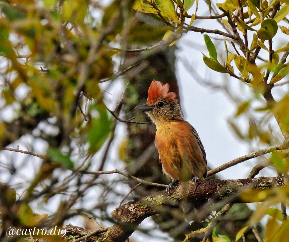 Black-crested Antshrike - ML631964515