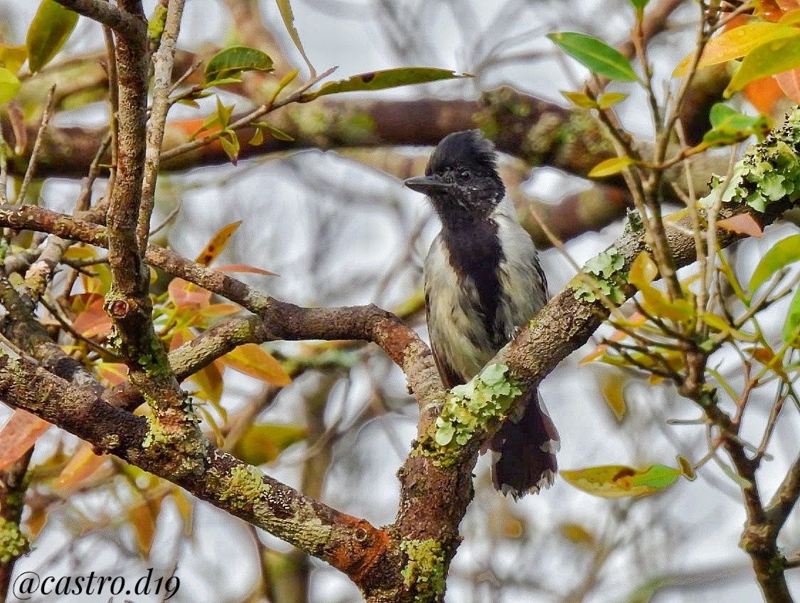 Black-crested Antshrike - ML631964519