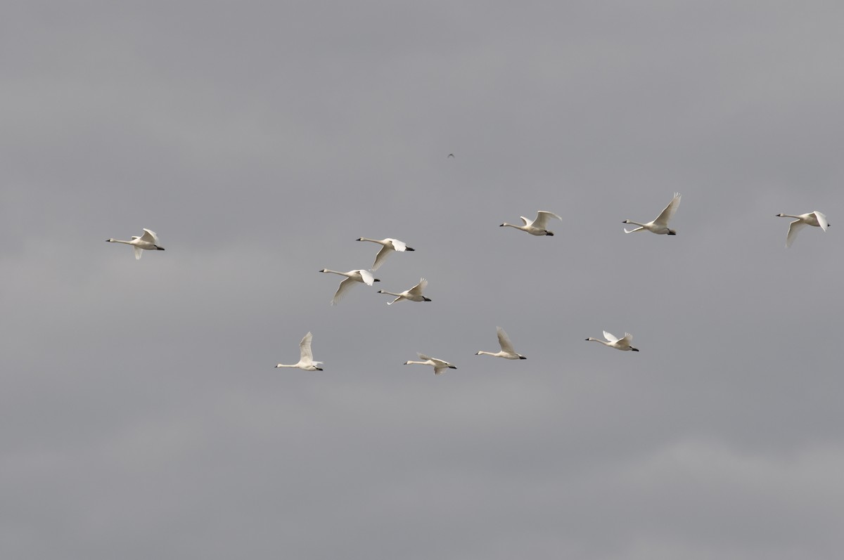 Tundra Swan - ML631964530
