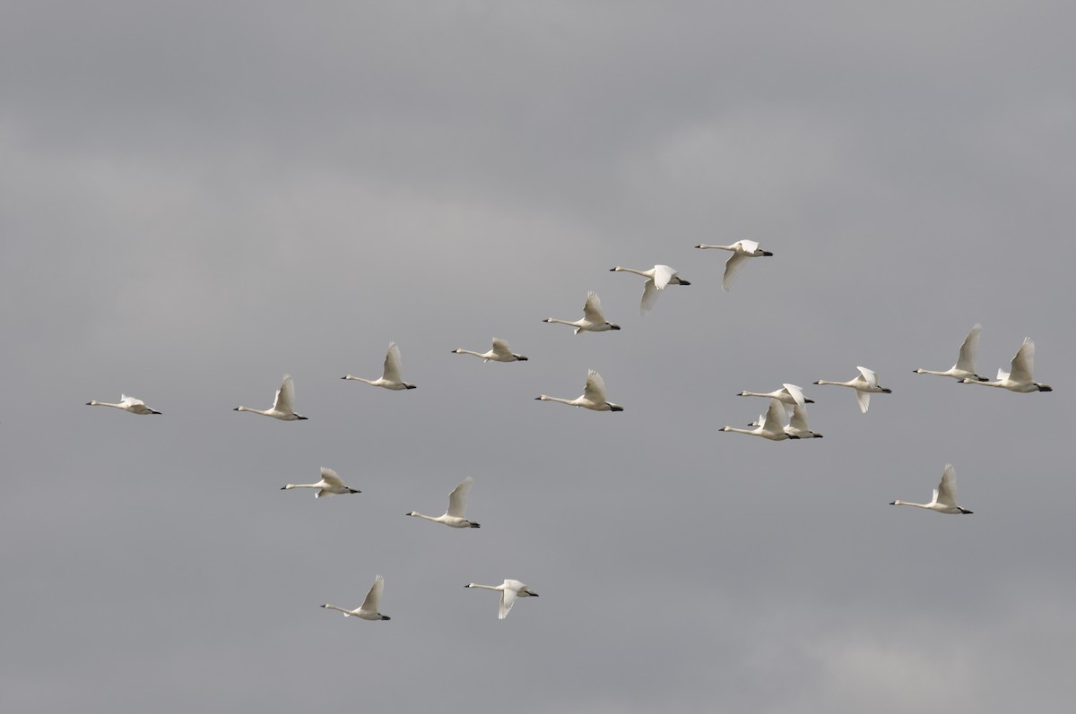 Tundra Swan - ML631964531