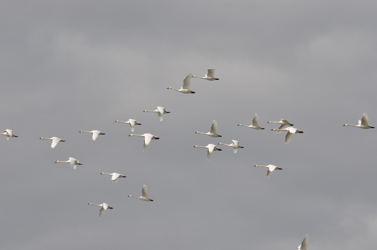 Tundra Swan - ML631964533