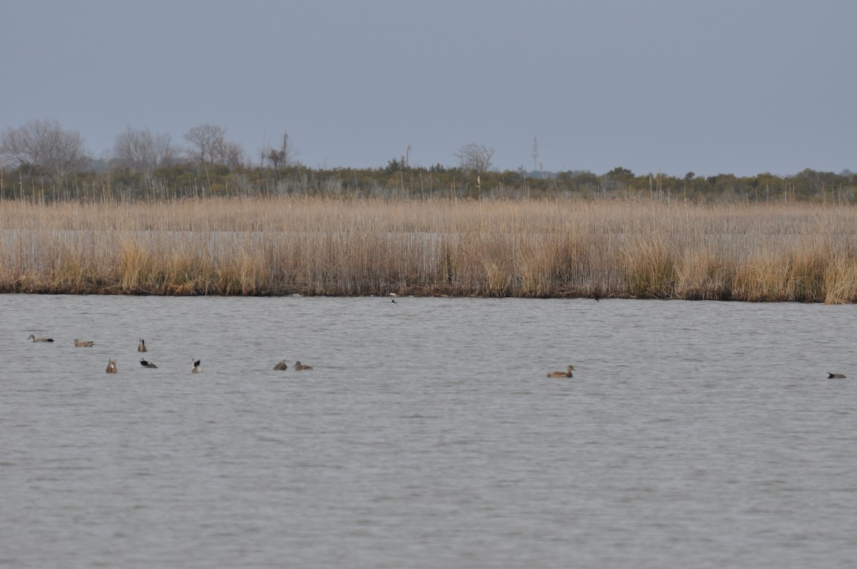 Common Goldeneye - ML631964542