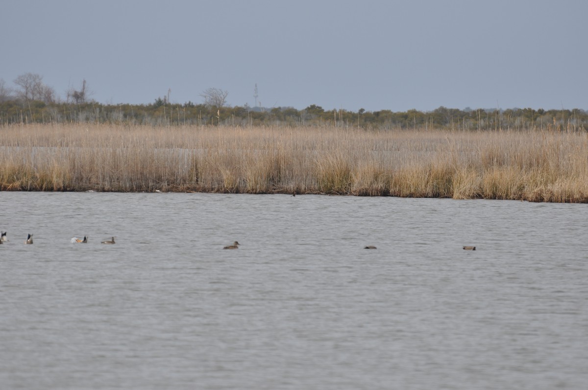 Tricolored Heron - ML631964552