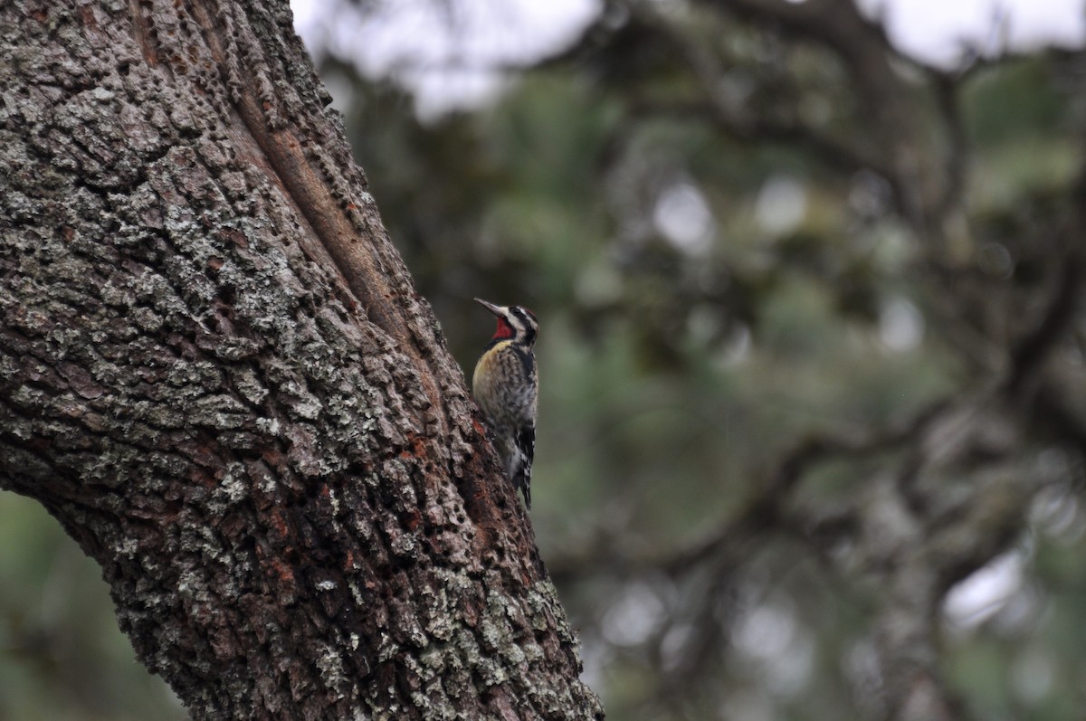 Yellow-bellied Sapsucker - ML631964597