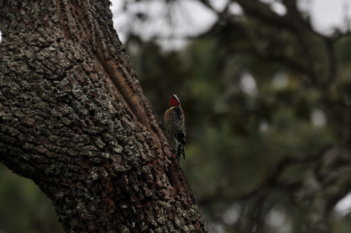 Yellow-bellied Sapsucker - ML631964598