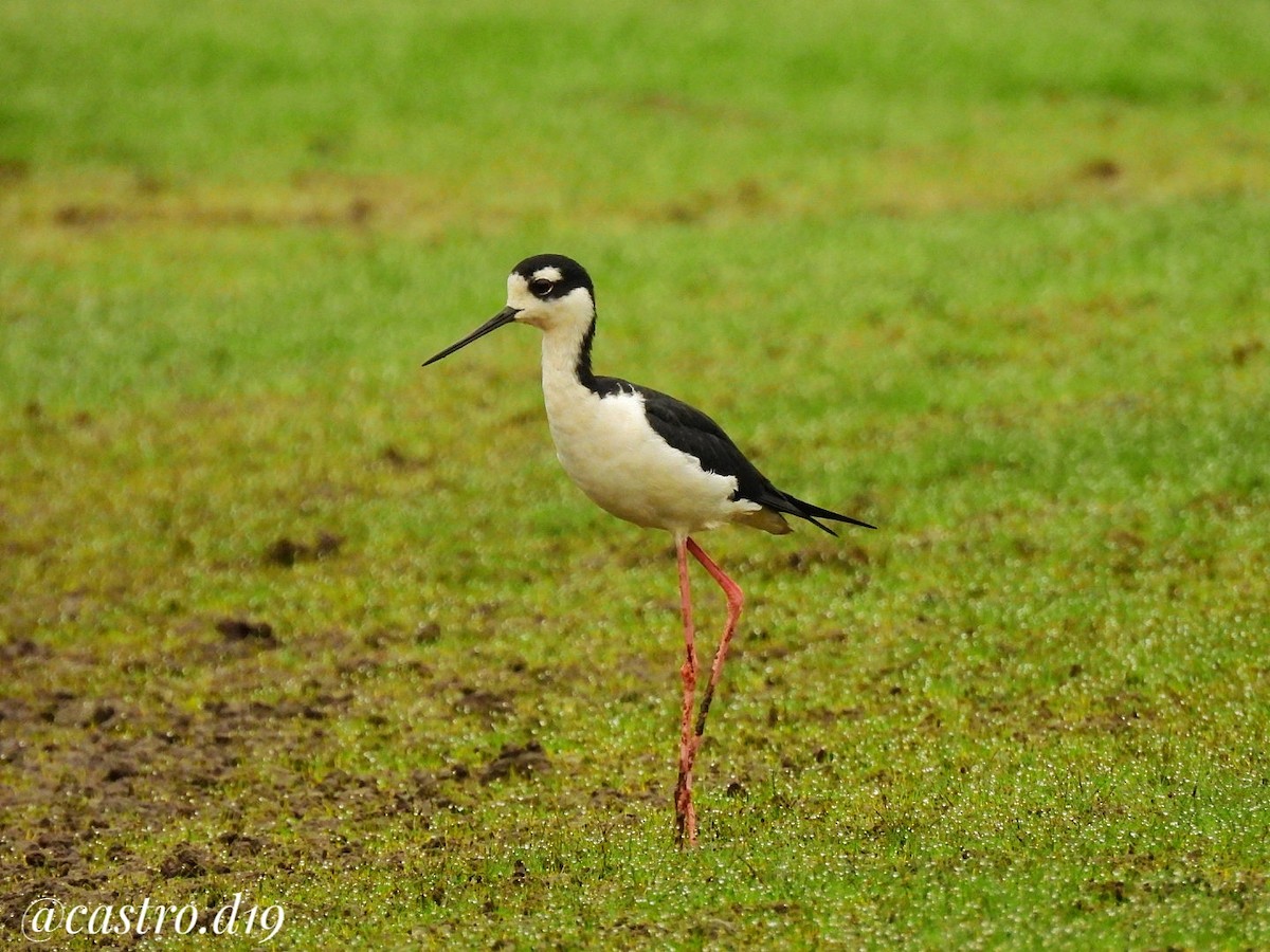 Black-necked Stilt - ML631964605