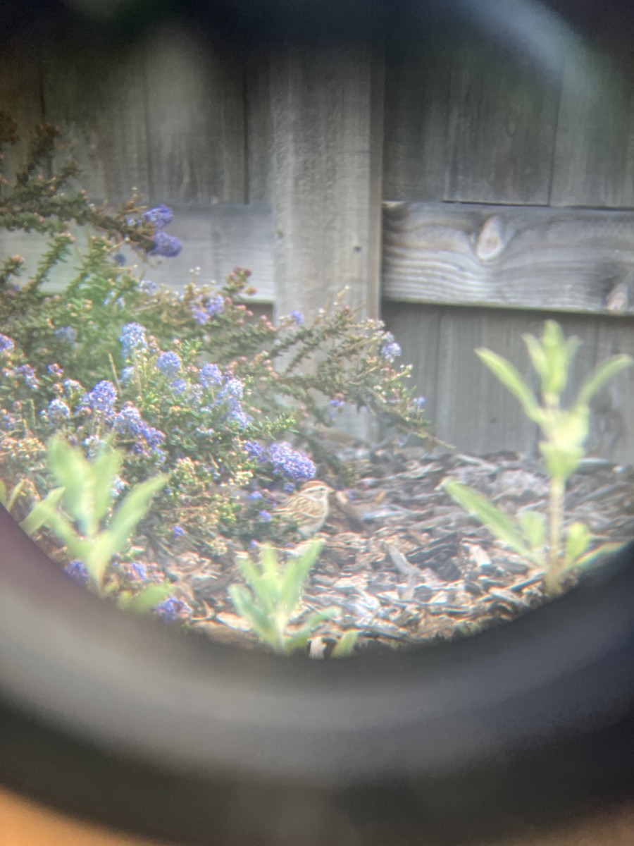 Chipping Sparrow - ML631964617