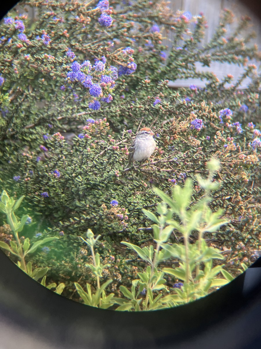 Chipping Sparrow - ML631964618