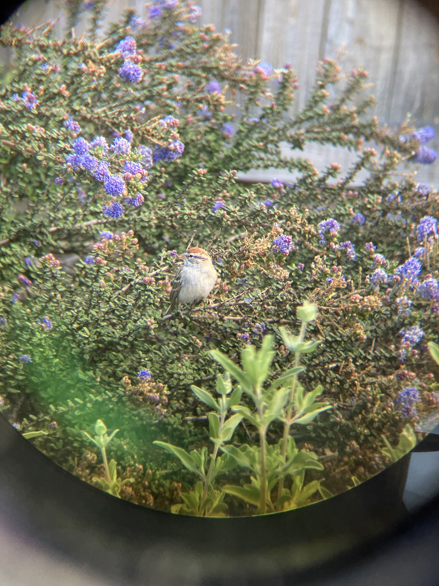 Chipping Sparrow - ML631964619