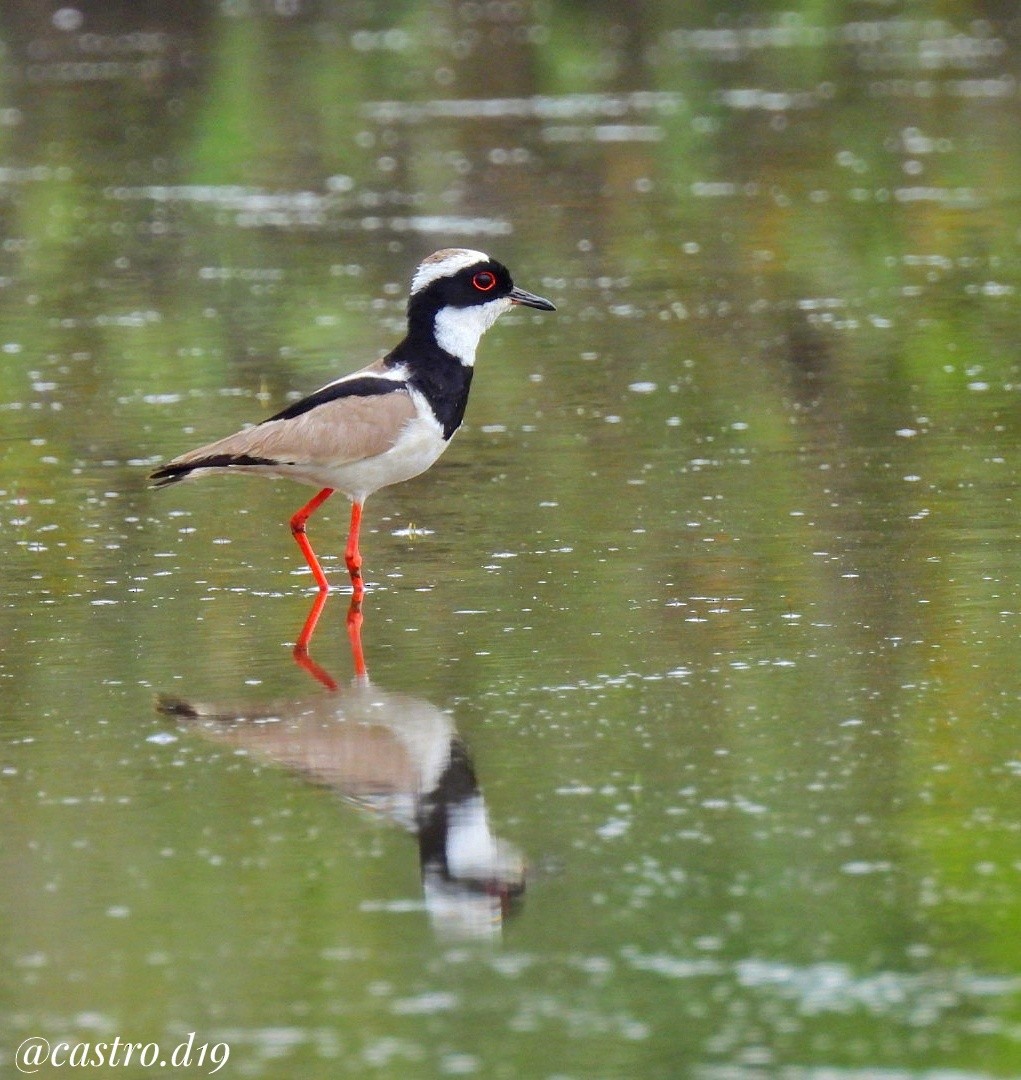Pied Plover - ML631964668