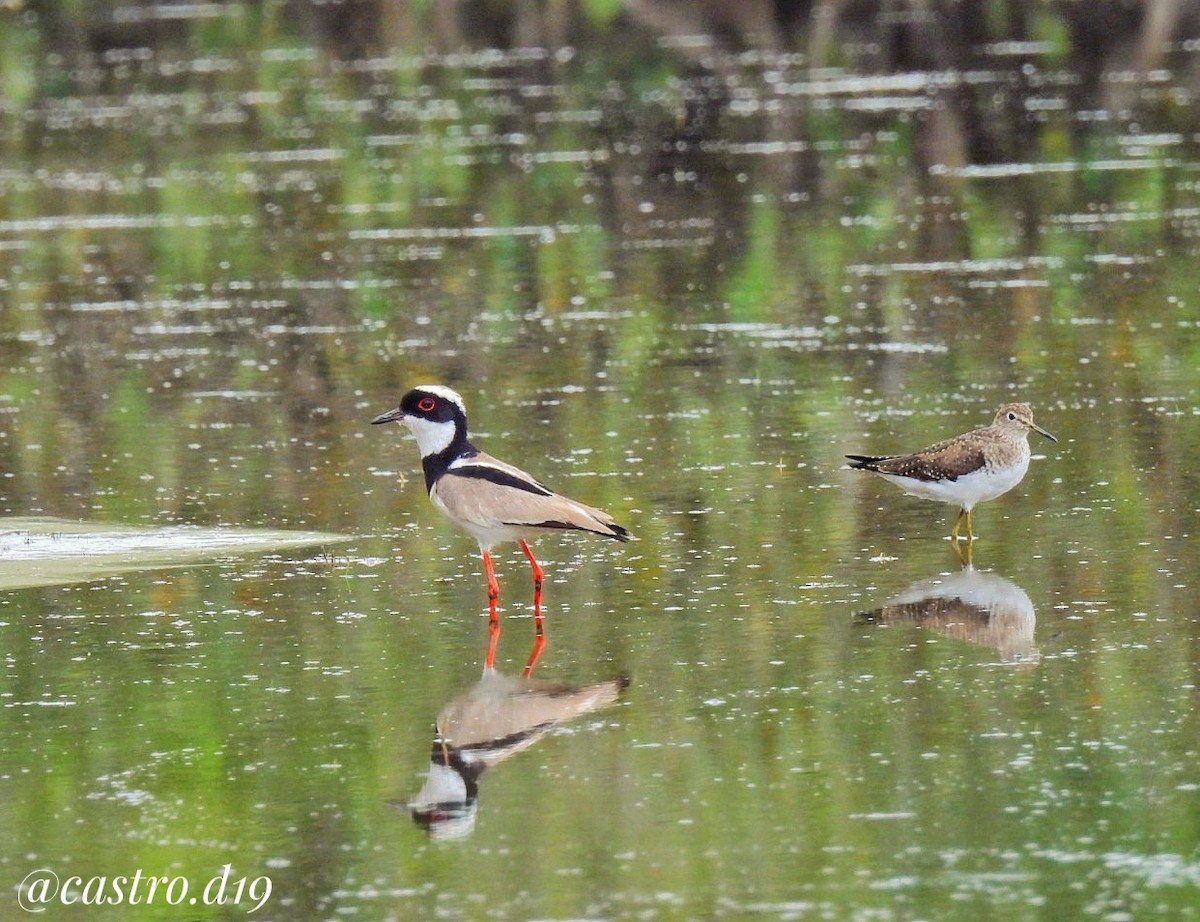 Pied Plover - ML631964669