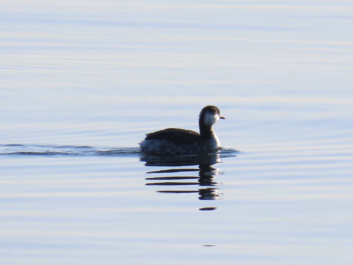 Horned Grebe - ML631964681