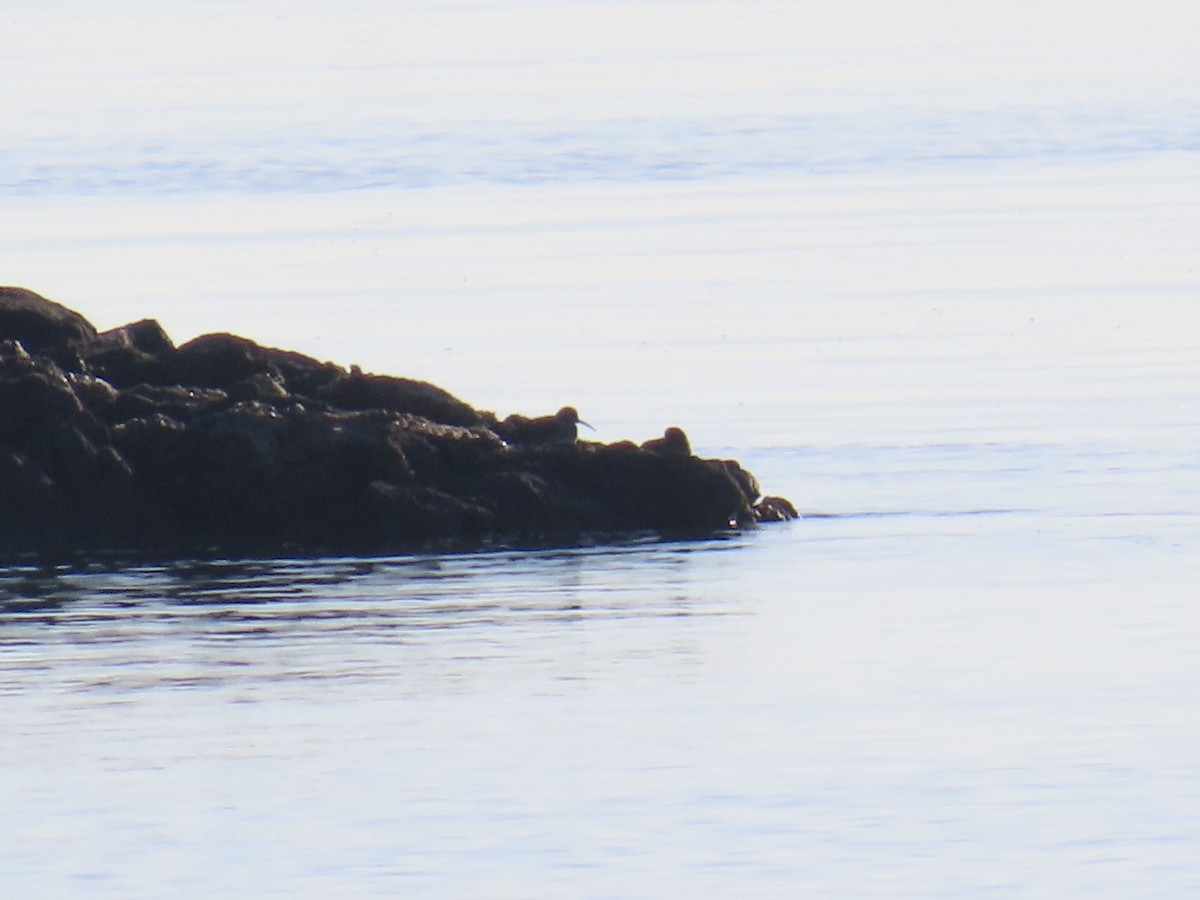 Purple Sandpiper - ML631964689
