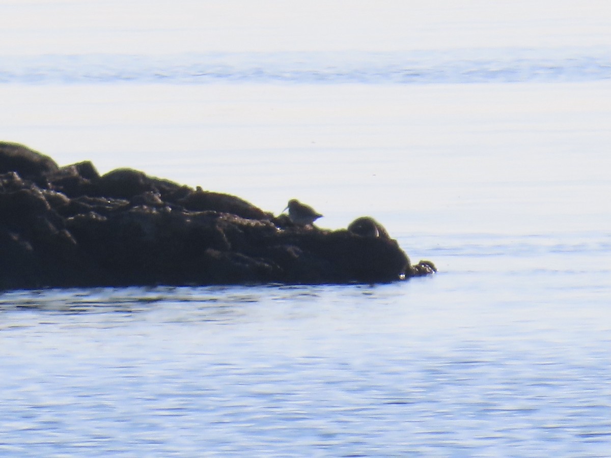 Purple Sandpiper - ML631964691