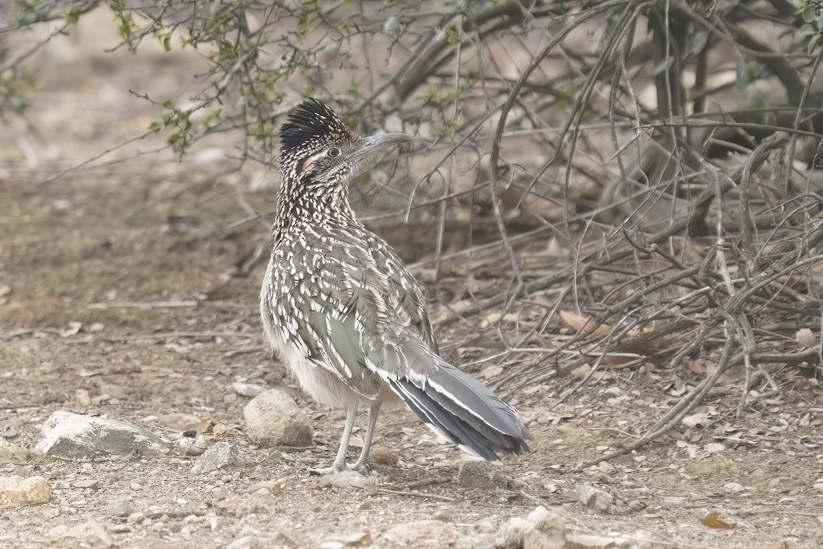kukačka kohoutí - ML631964752