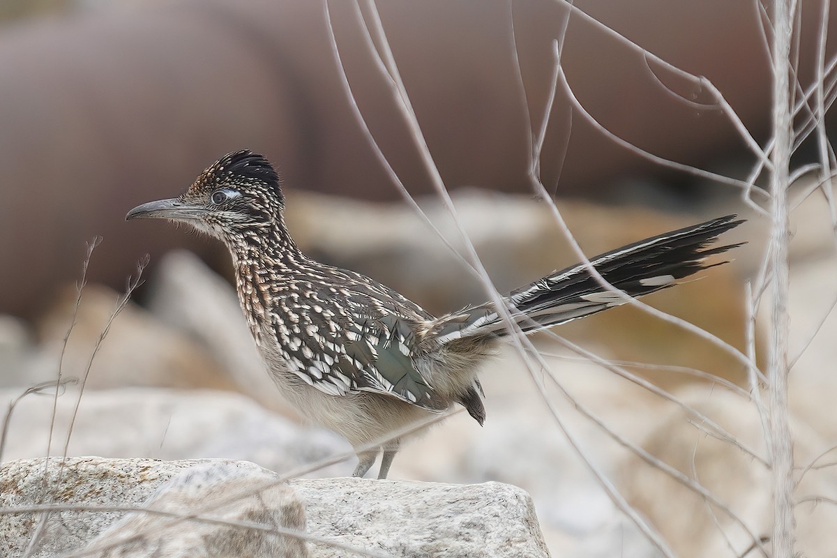 kukačka kohoutí - ML631964753