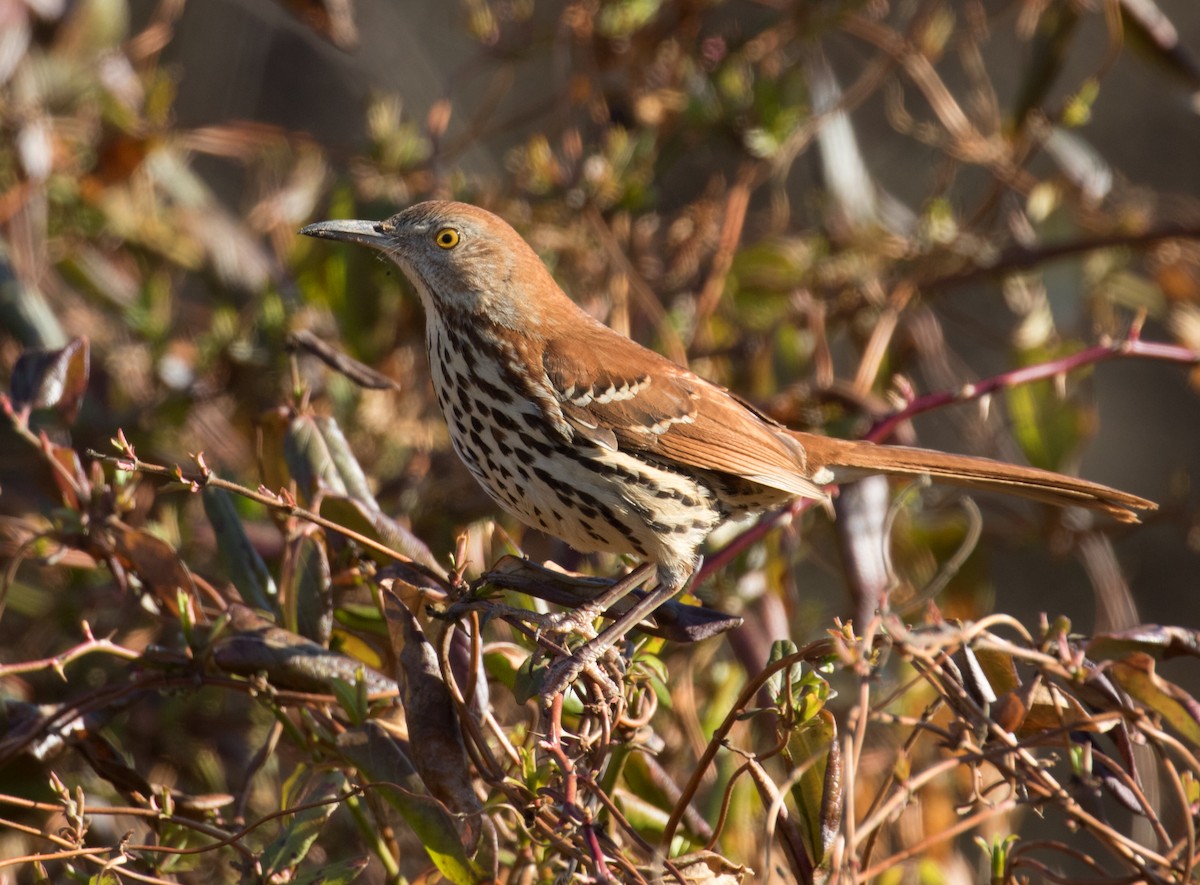 Brown Thrasher - ML631965015