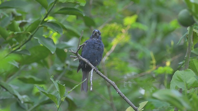 Ultramarine Grosbeak - ML631965022