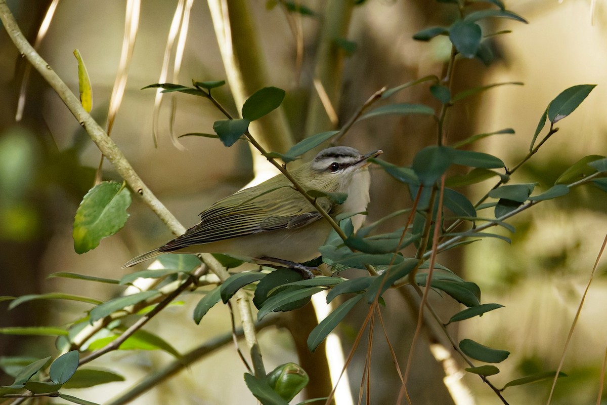 Red-eyed Vireo - ML631965071