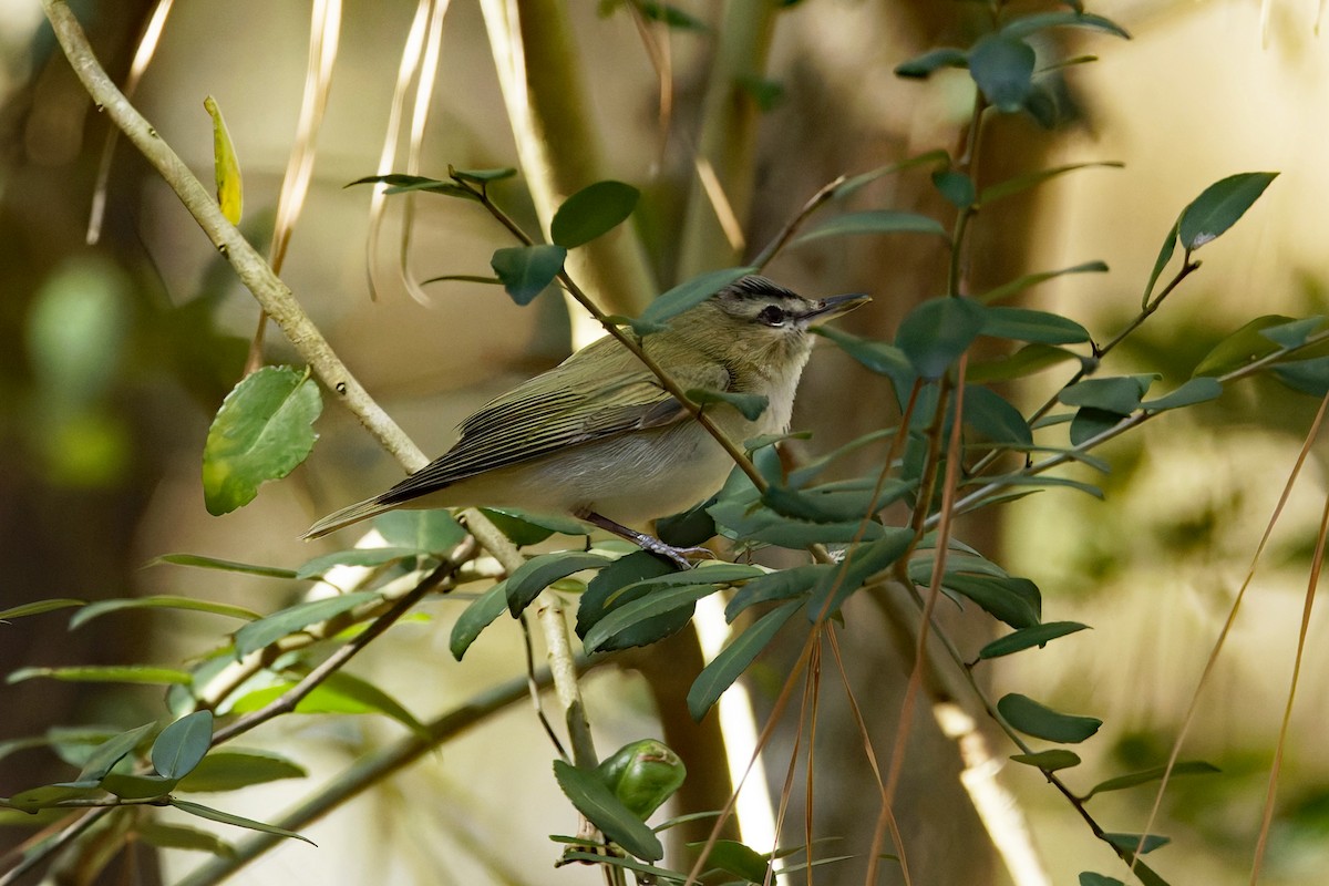 Red-eyed Vireo - ML631965072