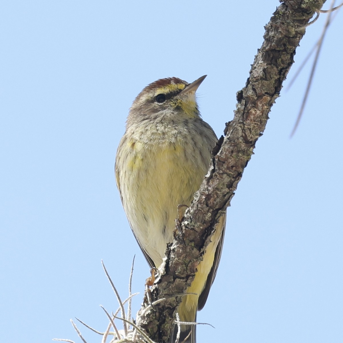 Paruline à couronne rousse - ML631965081