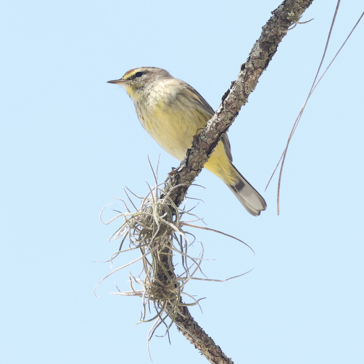 Paruline à couronne rousse - ML631965082