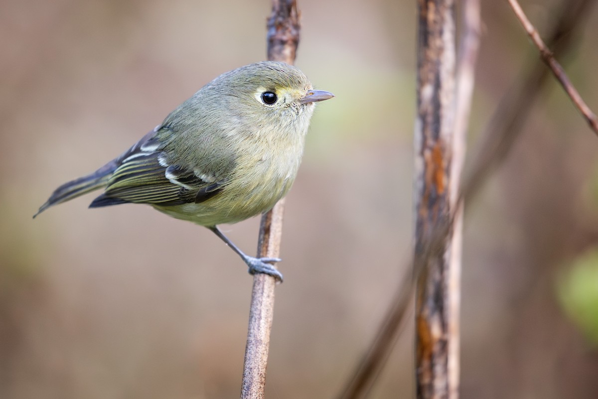 Hutton's Vireo (Pacific) - Michael Long
