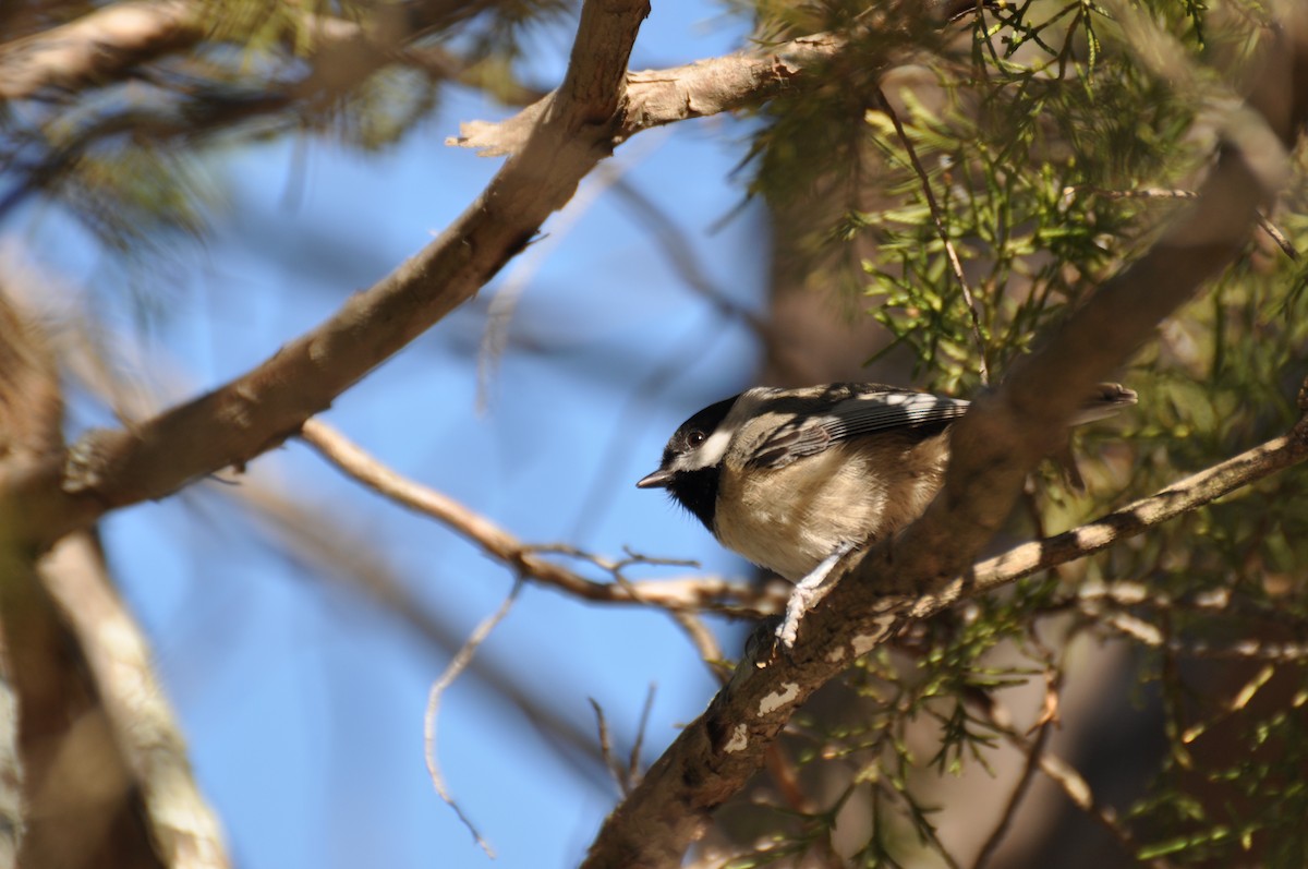 Carolina Chickadee - ML631965136