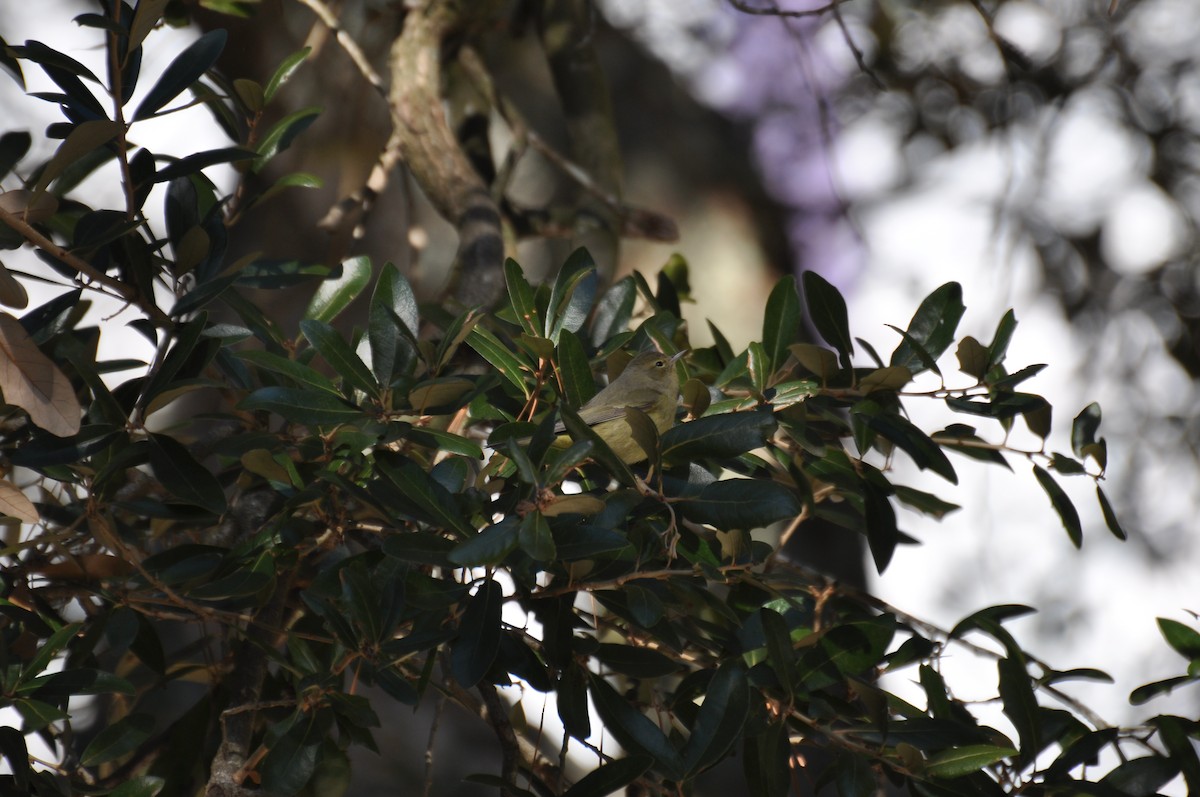 Orange-crowned Warbler - ML631965160