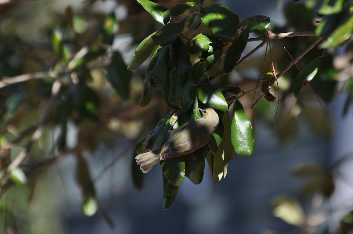 Orange-crowned Warbler - ML631965161