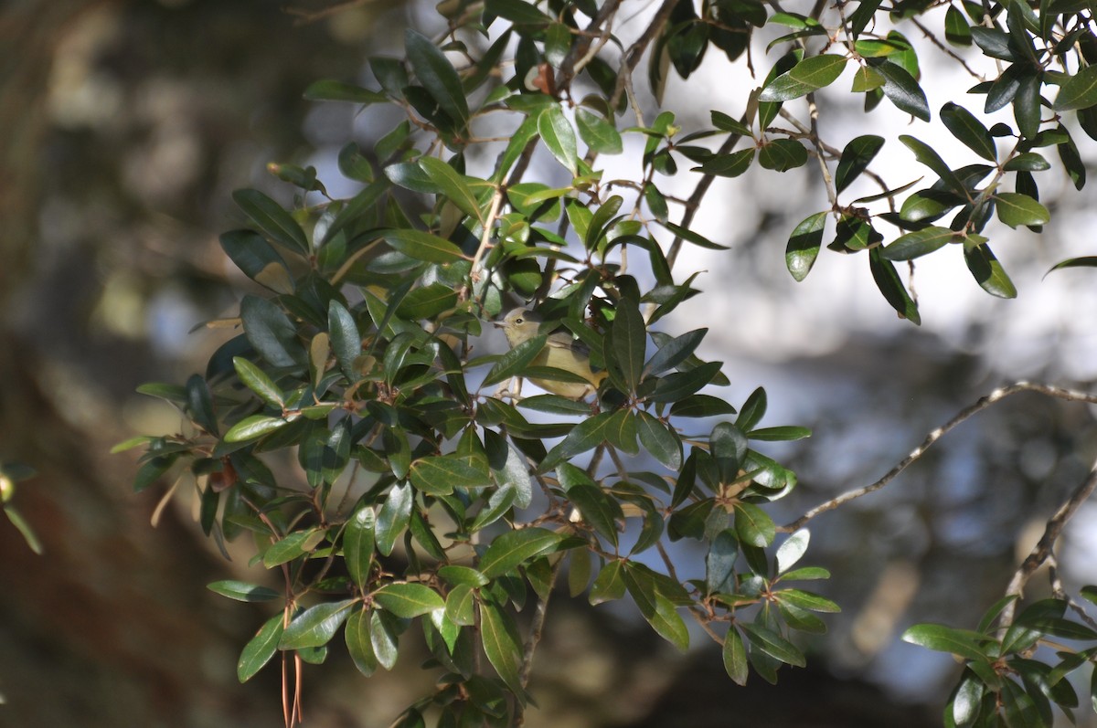 Orange-crowned Warbler - ML631965162