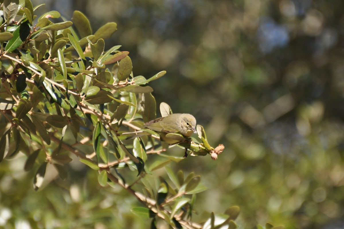 Orange-crowned Warbler - ML631965164
