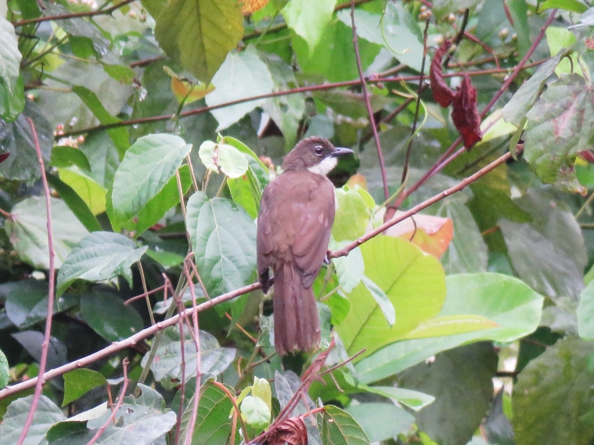 Simple Greenbul - ML631965235