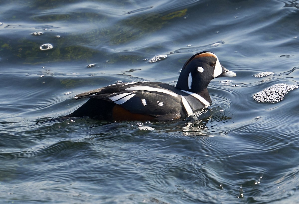 Harlequin Duck - ML631965274